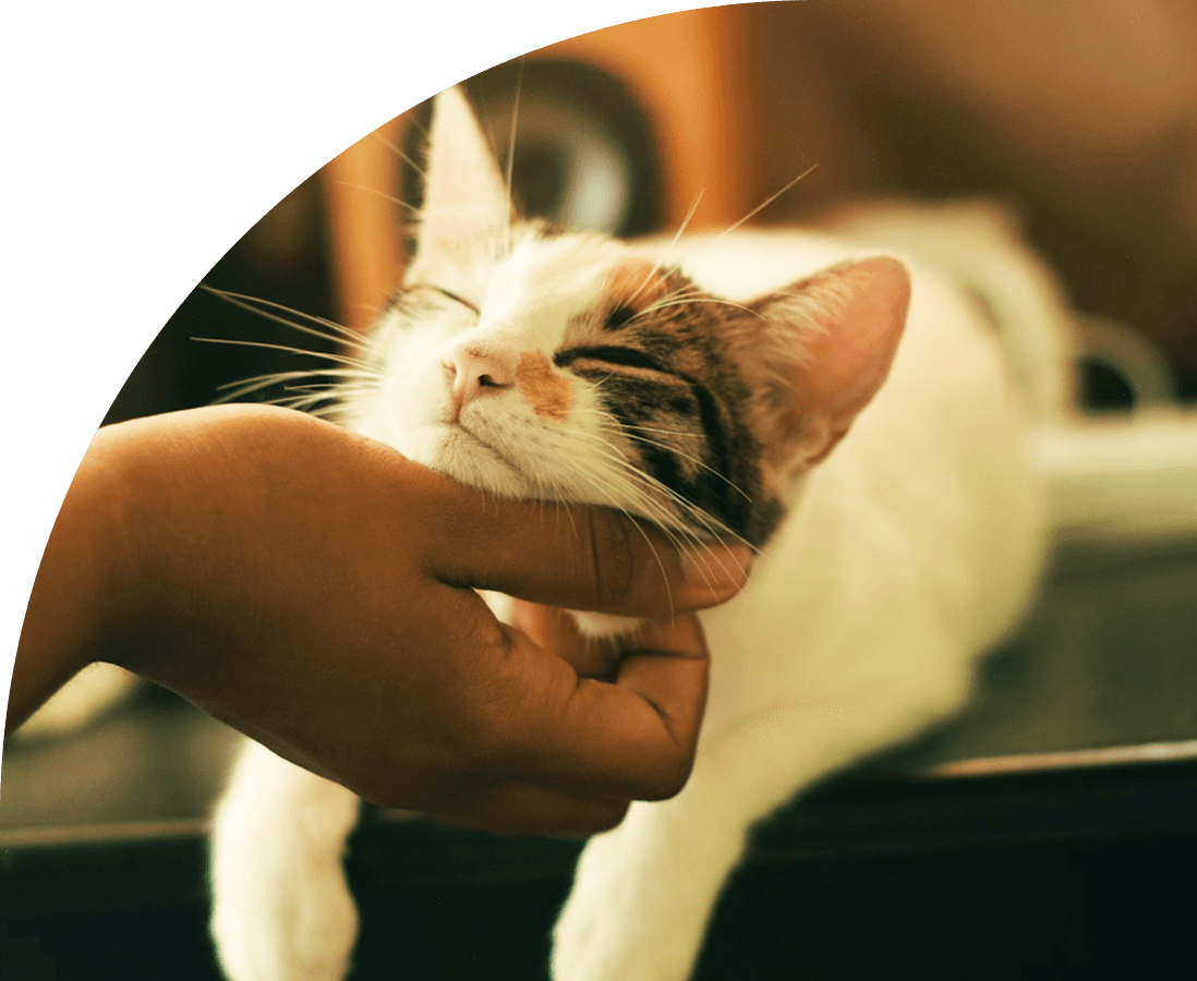 Pet sitter caring for a pet
